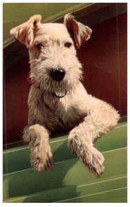 Dog ,  artist signed Alfred Mainzer