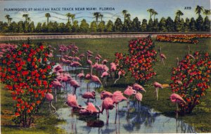 [ Linen ] US Florida Miami - Hialeah Flamingoes