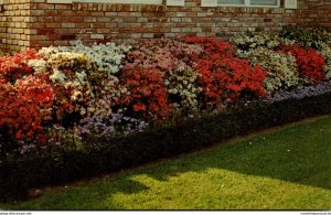 Mississippi McComb Azaleas In Full Bloom