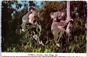 Postcard - Northern Koalas, San Diego Zoo - San Diego, California