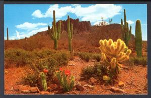 Desert Flowers,Cactus