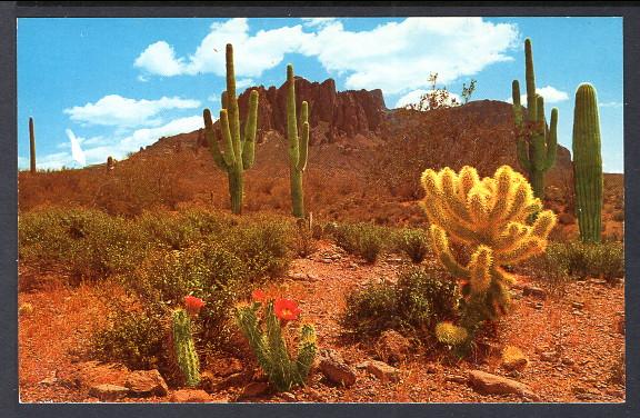 Desert Flowers,Cactus