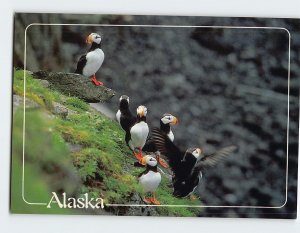 Postcard Horned Puffins dwelling on seaside cliffs, Alaska