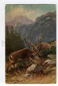 285407 HUNT Deer Mount by MULLER Mueller Vintage postcard