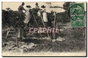 Old Postcard picking flowers & # 39orangers Cote d & # 39Azur