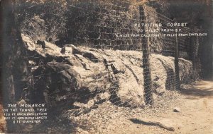 California Petrified Forest Monarch Tunnel Tree and Fence Real Photo PC AA52169