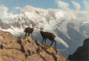 Animals. Alpine Chamois Nice Italian photo  postcard. Size 15 x 10,5