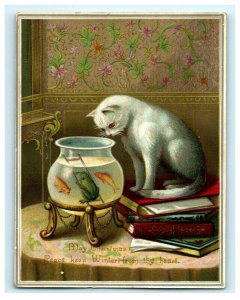 1880s-90s Victorian Christmas Card White Cat Goldfish & Frog In Bowl P214