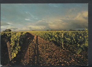 France Postcard - Cognac Hennessy, A Vineyard in The Grande Champagne T7925