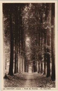 CPA Le Nouvion-en-Thierache - Foret de Nouvion - Un Sous-Bois (1061961)