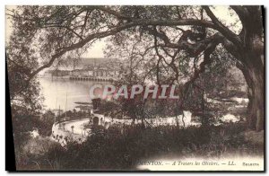 Old Postcard Menton A Travers les Oliviers