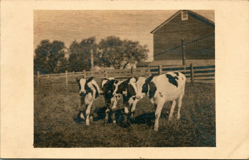 Vtg Véritable Photo Carte Postale Cppr 1920s Noko Holstein-Friesian Noir & Cows