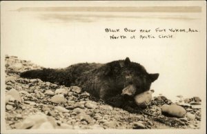 Fort Yukon Alaska AK Bear Hunting Dead Animal c1915 Real Photo Postcard