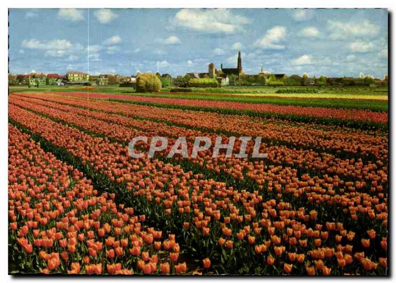 Postcard Modern Flowers in Holland Finery