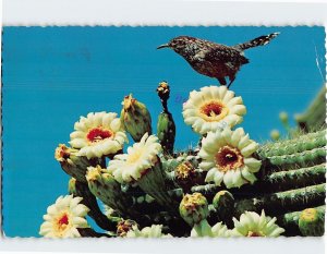 Postcard Arizona Cactus Wren and Saguaro Blossoms, Arizona