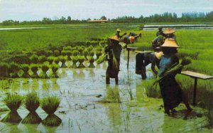 Uprooting Rice Seedlings Farming Nakorn Chaisri Thailand 1960s #1 postcard