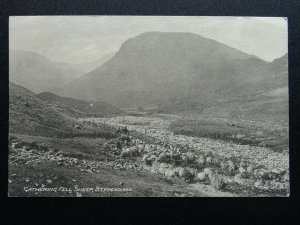 Cumbria Lake District STYHEAD Shepherd Gathering Fell Sheep - Old Postcard