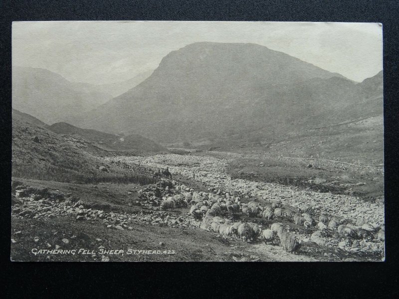 Cumbria Lake District STYHEAD Shepherd Gathering Fell Sheep - Old Postcard