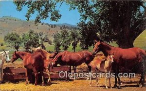 Horse Ranch Free Lance Photographers Guild, Inc Unused 