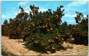M-77246 Beautiful Orange Groves in Central Florida