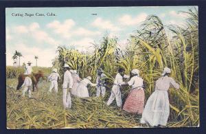 Cutting Sugar Cane in Cuba unused c1910's