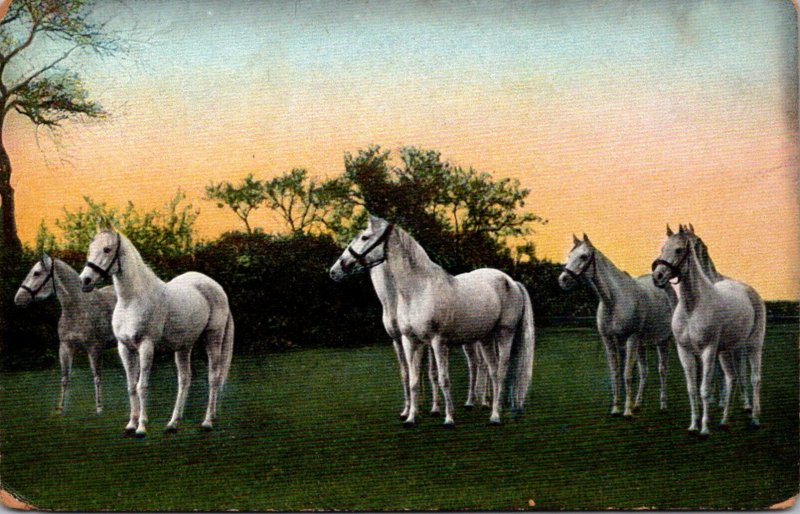 Horses Beautiful White Horses