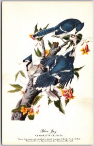 Blue Jay, Cyanocitta Cristata, Blue Birds, Flowers and Animals, Vintage Postcard