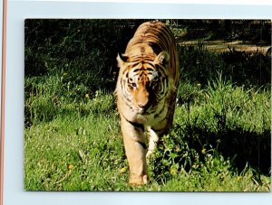 Siberian Tiger - Calgary Zoo - St. George's Island, Calgary, Alberta, Canada