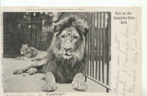 Germany Postcard - Berlin Zoo Postcard - Caged Lion  - Ref 10875A