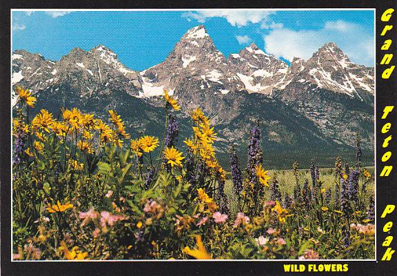 Wyoming Grand Teton Wild Flowers Grand Teton National Park