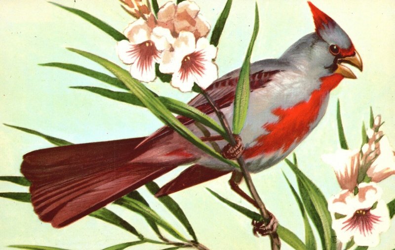 Vintage Postcard Pyrrhuloxia Sinuata Gray Parrot-billed Cardinal Fainter Red