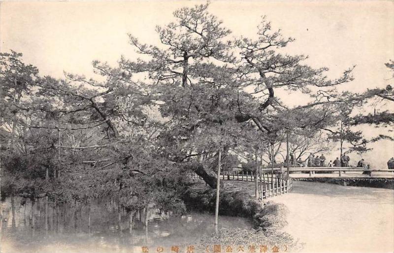 Japan  Sacred Tree