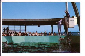 Jumping Porpoises, Marineland, Florida