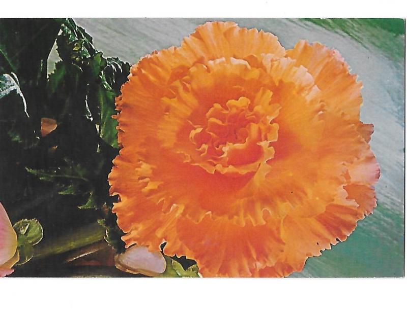Tuberous Begonias Vetterle & Reineet Capitola California National Parks Stamp