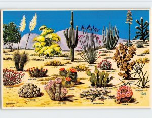 Postcard Cacti And Desert Flora Of The Great Southwest