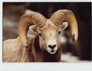 Postcard Rocky Mountain Sheep, Trans-Canada Highway, Canada