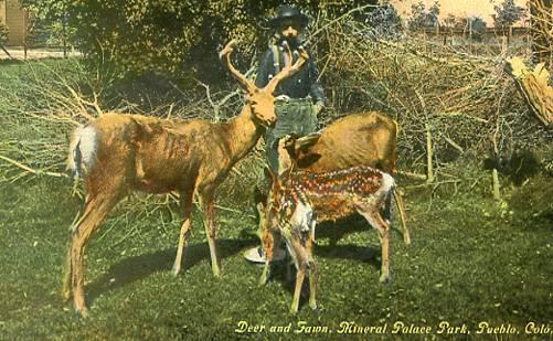 CO - Pueblo. Mineral Palace Park. Deer and Fawn