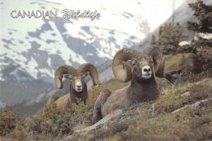 BR98655 canadian wildlife big horn sheep canada