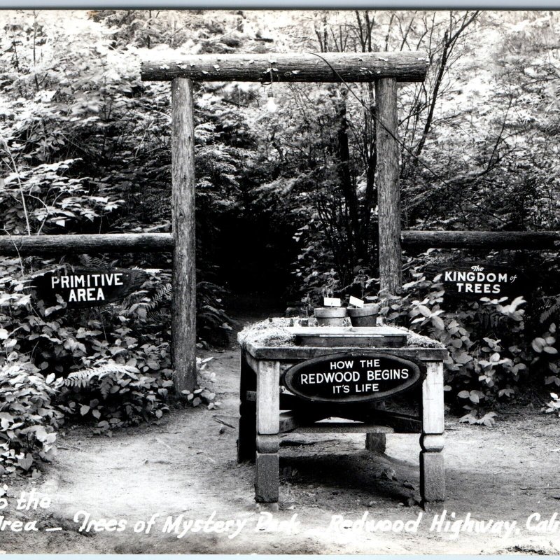 c1940s Redwood Highway, CA RPPC Trees Mystery Park Primitive Area Zan Photo A164