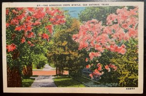 Vintage Postcard 1944 Gorgeous Crepe Myrtle, San Antonio, Texas