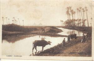 BR44664 Caire paysage cow vaches egypt
