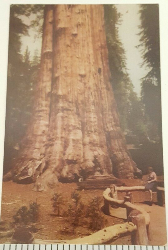 California Sequoia National Park General Sherman Tree Vintage Postcard