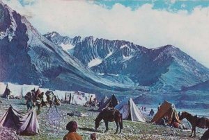 Panch Tarni Mountains Kashmir Tribe Cattle India Indian Postcard