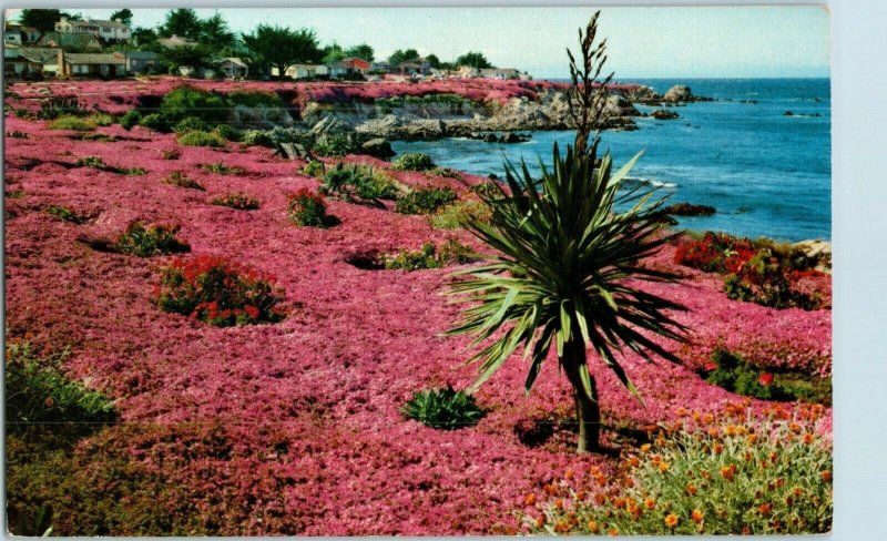 Lover's Point Pacific Grove Ice Plant Magic Carpet California Postcard