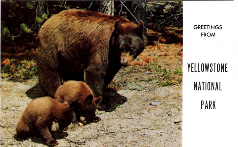 Haynes 65 SERIES #003, American Black Bear and Cubs, Yellowstone National Park