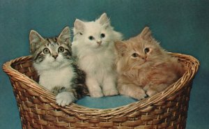 Vintage Postcard Greetings From Maine The Pine Tree State Cats Inside The Basket