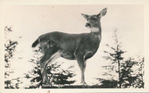 RPPC The Sentinel - Wild Deer of Alaska - Animal