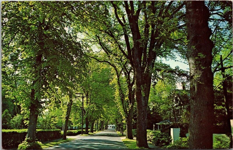 Elm Lined Village Street Cape Cod Massachusetts Postcard PM Centerville MA Cance 