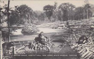 New Jersey Trenton Beaver Group Habitat Hall New Jersey State Museum Artvue