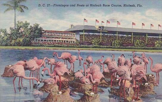 Florida Hialeah Flamingos And Nests At Hialeah Race Course 1949